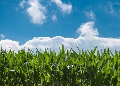 新型有机肥生产设备价格-农机网