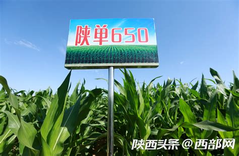 杨凌农科在榆林：种质协同创新育种 推广玉米高效种植模式保障粮食安全 - 西部网（陕西新闻网）
