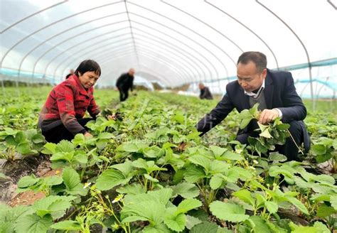 四川仁寿：设施农业 助农增收-人民图片网