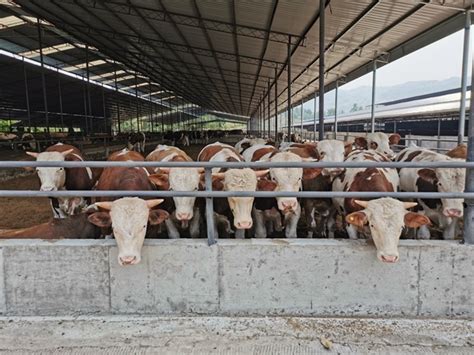2020年 宣汉肉牛养殖业实现由传统耗粮型向资源节约型转变_四川在线