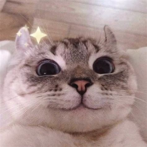 甜美女生头像萌宠可爱