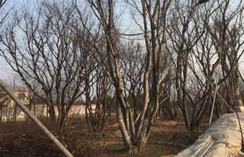 今冬明春河南要种哪些树？ 全省可供超10亿株、140多种苗木-大河新闻