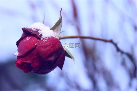 玫瑰,冬季,赛季高清图库素材免费下载(图片编号:6771444)-六图网
