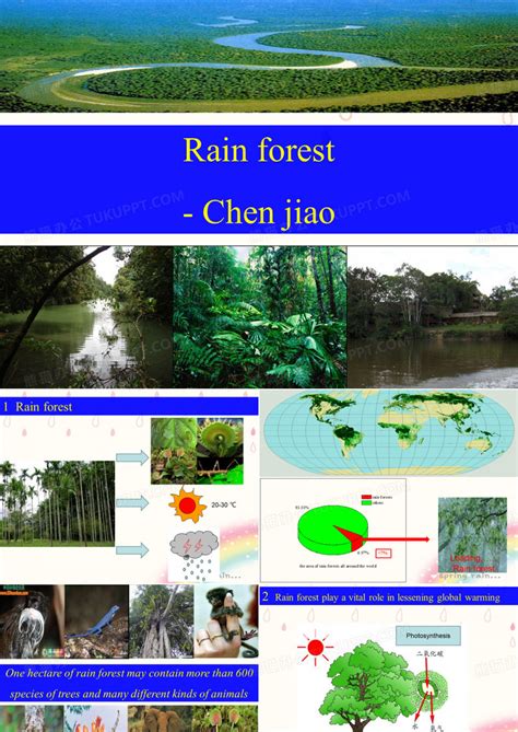英语_热带雨林PPT模板下载_熊猫办公