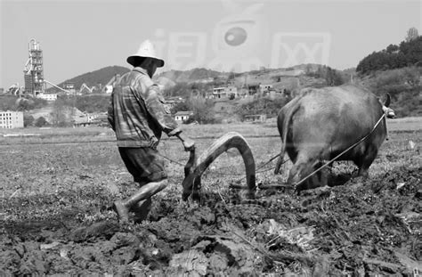 老照片：40年代的原始耕种方式|犁耙|犁田|铁犁_新浪新闻