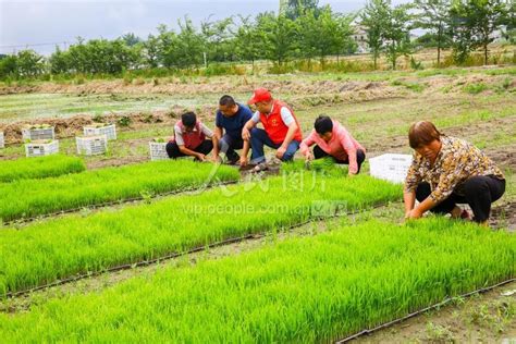 全省大豆玉米带状复合种植巡回观摩指导活动在如皋举行-南通市农业农村局