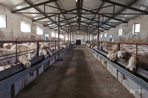 乡村新面貌|新疆泽普县：畜牧养殖业高质量发展 引领群众增收致富 - 周到上海