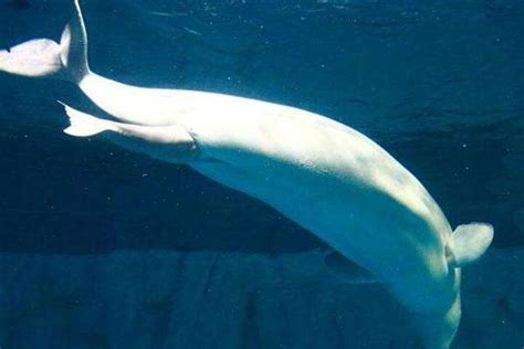 第05集海洋“歌星”白鲸·极地动物_高清1080P在线观看平台_腾讯视频