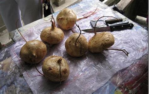 红薯和地瓜的区别_苹果绿