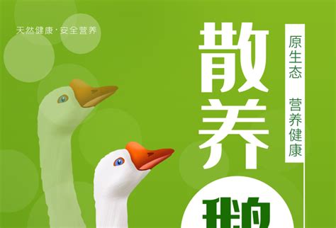 白鹅海报在线编辑-网址绿色食品鹅宣传海报 -图司机