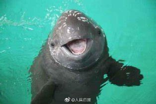 拯救江豚 留住长江的微笑 | 中国周刊