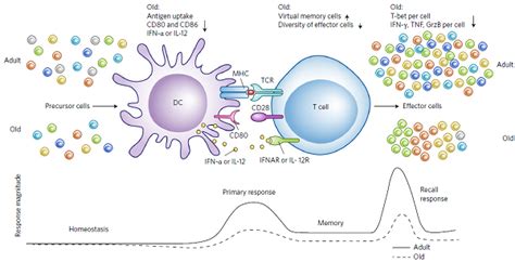 【1.3.4】免疫细胞--抗原递呈细胞 - Sam