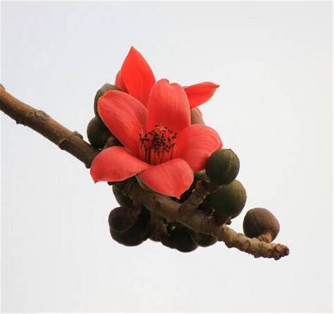 木棉花的花语是什么,木棉花有什么象征寓意-藤本月季网
