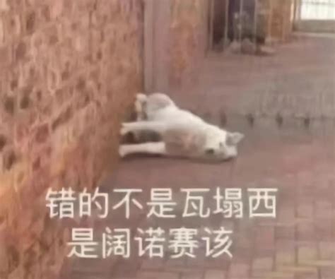 猹表情包图片
