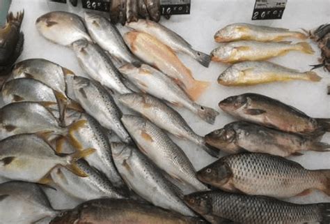 买鱼时，认准这8种纯野生海鱼，难以人工养殖，很多人都不知道 - 知乎