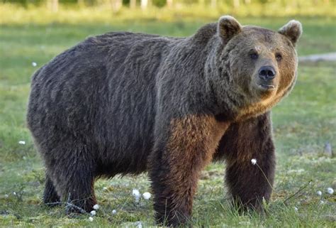 俄罗斯小熊河边嬉戏，憨态可掬。网友：这一定是俄罗斯人假扮的毛熊