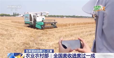 “一亩地多收入100块钱！” 全国麦收进度过一成_北京日报网