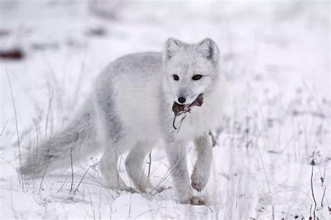 野生北极狐的坚韧和力量 | 俄罗斯野生动物摄影师 Sergey Gorshkov|北极狐|野生动物|摄影师_新浪新闻