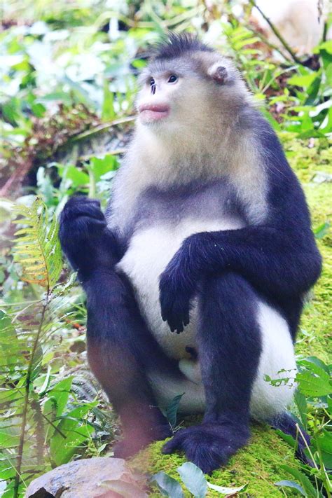 【国宝 滇金丝猴摄影图片】云南香格里拉生态摄影_太平洋电脑网摄影部落