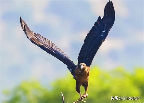 最凶猛的鸟十大排名，秃鹫上榜，第九是国家一级保护动物-第一排行网