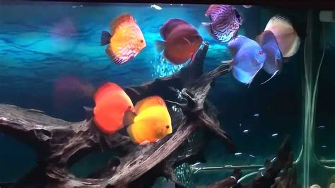超梦幻的七彩鱼缸，五颜六色的小鱼在鱼缸里游动美翻了_腾讯视频
