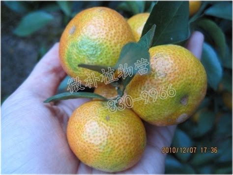 浅谈柑橘十二月份的栽培管理技术要点-农技学堂 - 惠农网