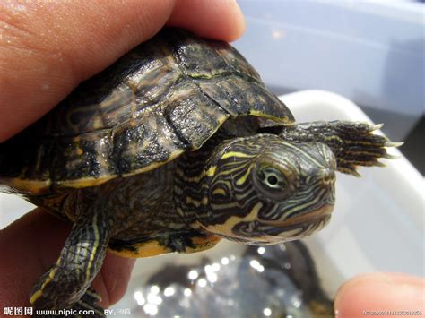 大河甜甜圈龟是深水龟吗（想要养好甜甜圈龟一定要注意6个要点）-蓝鲸创业社