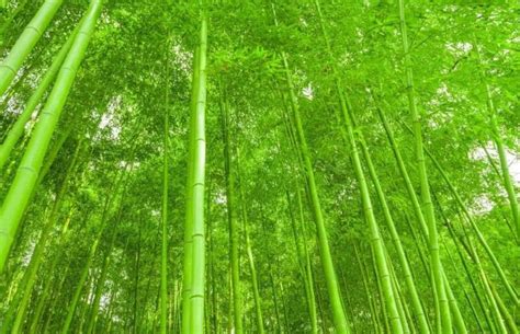 名贵竹子排名-园林杂谈-长景园林网