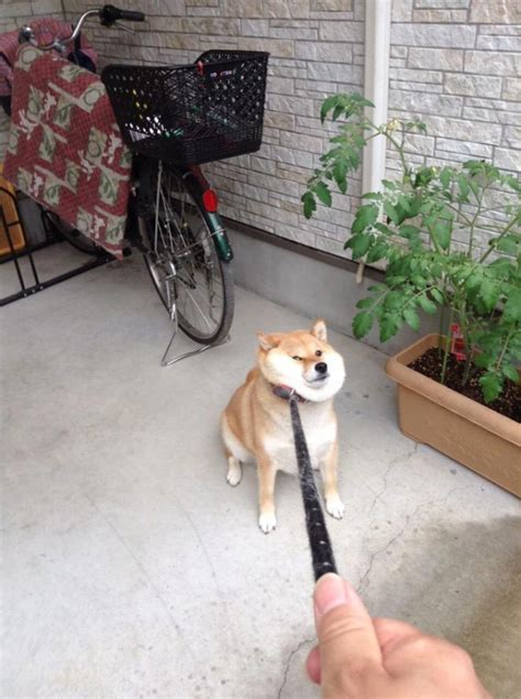一人一狗动漫情头图片