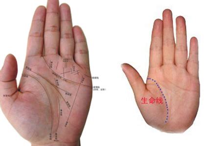 手相掌纹分析—生命线图解2 两条生命线的手相图解-周易算命网