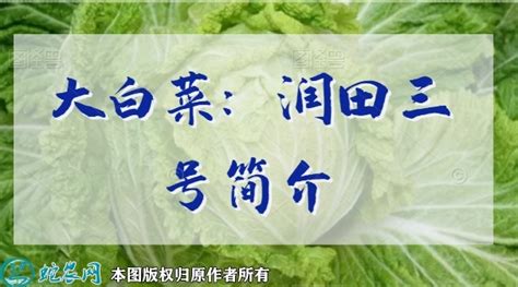 大白菜新品种：北京小杂56号简介 - 三农百科 - 蛇农网