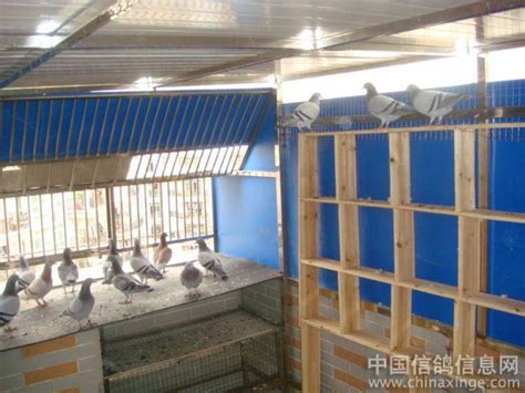 我的新建鸽舍-中国信鸽信息网相册