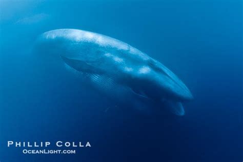 蓝鲸那么大，如果路过的什么虎鲸鲨鱼饿了上去随口咬一块肉那它该怎么办？ - 知乎