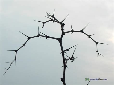 荆棘花图片