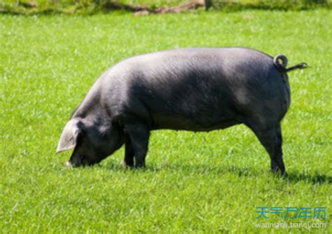 家里的养殖场，这里面的猪是真的成精了，每一头猪都能爬到墙上去！_腾讯视频