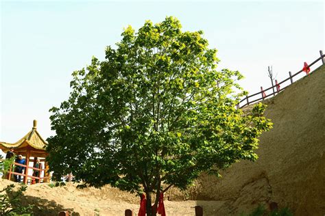 云南一棵3000年的菩提树长出一只佛手 成为祈福圣地_大渝网_腾讯网