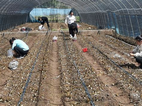 桑植县瑞塔铺镇：正是春耕好时节 产业发展正兴旺-新闻内容-桑植新闻网