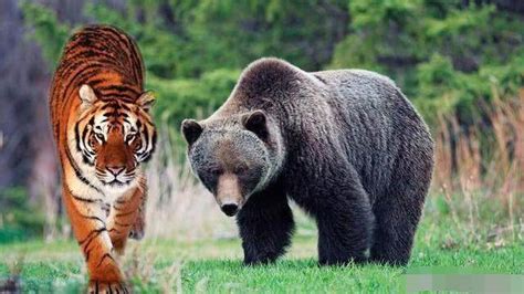 测试, 棕熊与老虎的力量, 猛兽的对决, 你赌谁赢视频 _搞笑网