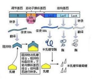 基因表达调控-技术专题-广州赛诚生物科技有限公司-服务于您的核心利益！
