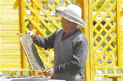 人工分蜂技术及注意事项 - 养蜂技术 - 酷蜜蜂