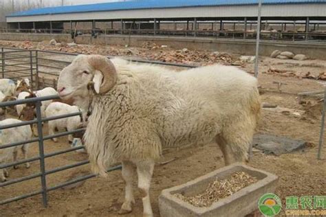 什么品种的羊繁殖能力强？ - 惠农网触屏版
