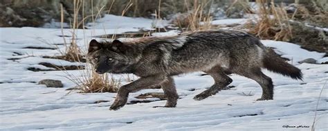 北美灰狼有多大 - 知百科