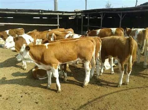 改良鲁西黄牛牛犊 肉牛交易市场 牛犊子 肉牛的走势-阿里巴巴