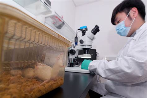 大中小型动物实验-伊莱博生物科技（上海）有限公司