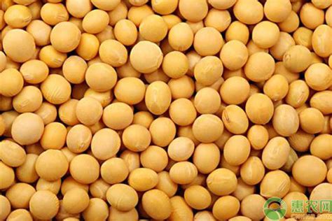 2019最新大豆价格行情，影响大豆价格变动的因素 - 惠农网