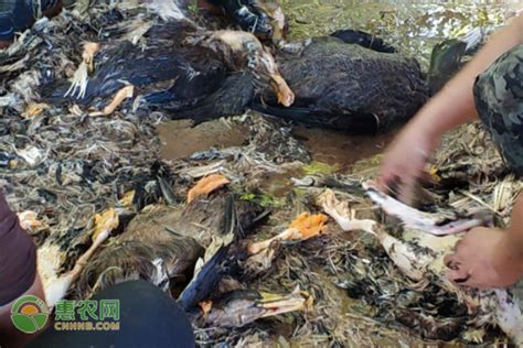 浙江10万只鸭子上热搜后，炸出一大批中国鸭迷_凤凰网
