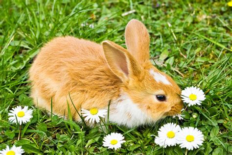 属兔生肖岁数年龄表 属兔2022年多大年龄 - 万年历