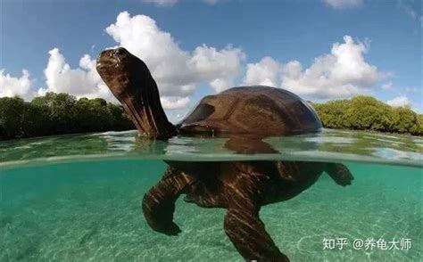 乌龟游泳高清摄影大图-千库网