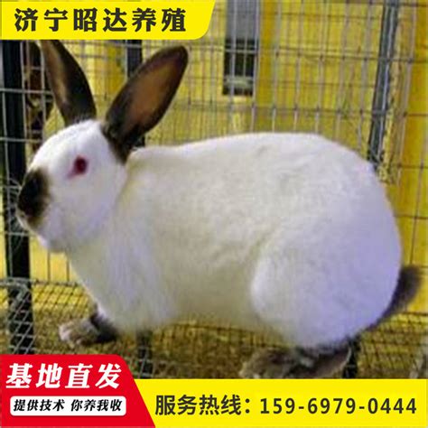 出售杂交野兔种兔肉兔价格种兔养殖基地|价格|厂家|多少钱-全球塑胶网