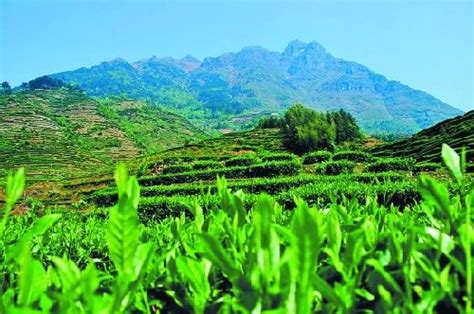盘点：普洱茶三大产区的各大山头及其特点（太全了）！_临沧